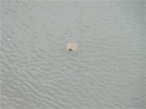 En af søens skildpadder.