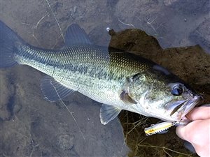 En fin stor bass på omkring 35 cm.