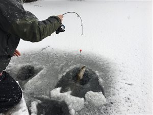 En gedde er på vej op igennem hullet i isen.