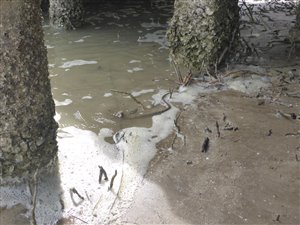 En mudskipper flygter fra fotografen– lige ind under anløbsbroen og ind i kæften på en slange! (Fisken er lidt til venstre for midten). Drama i Nationalparken!