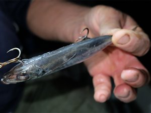 En sardin monteres på krogsættet.