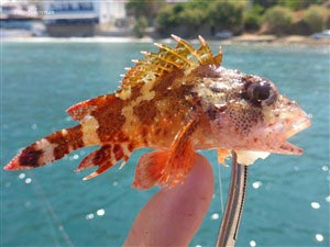 En scorpionfish (Scorpaena papillosa)
