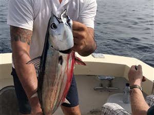 Friskfanget Skipjack Tuna