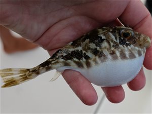 Guinea-kuglefisk (Sphoeroides marmoratus).