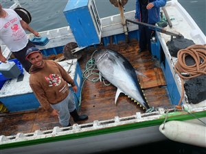 I Rabo de Peixe kom nogle fiskere ind med en blåfinnet tun på 300 kilo!