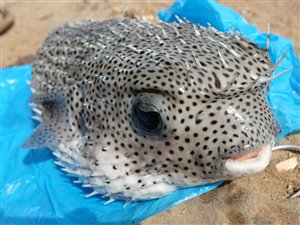 Lystfiskeri på Kap Verde 2023 - No stress