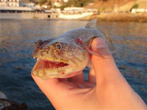Lystfiskeri på Kreta 2010