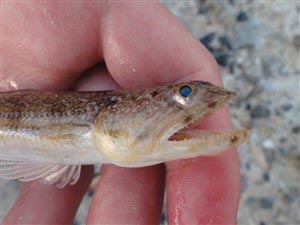 Jeg fangede nogle stykker af denne fjæsinge lignende fisk, Lizardfish (Synodus saurus) på pilk og sildeforfang.