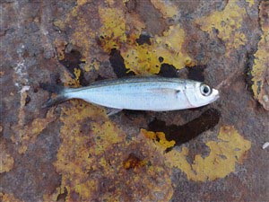 Lille fisk fanget på hvidt brød på en lille krog.