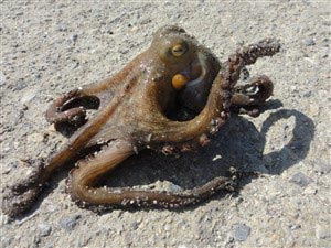 En ottearmet blæksprutte.