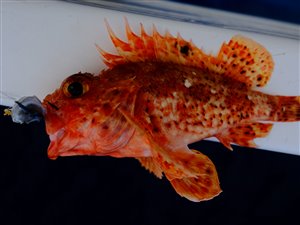 Lille dragehovedfisk (Scorpaena notata).