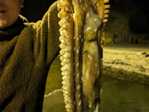 Ottearmet blæksprutte fanget på en sardin.
