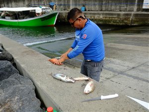 Pedro renser fisk efter bådturen.