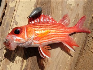 Red squirrelfish (Sargocentron hastatum).