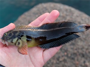 Rødlæbet slimfisk (Ophioblennius atlanticus).