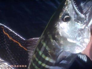 Se videoen fra fiskeriet her: https://www.youtube.com/watch?v=VpBS5xcy4EA