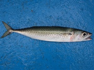 Spansk makrel (Scomber colias).