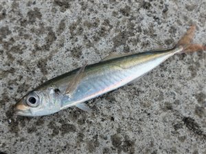 Spansk makrel (Scomber japonicus).