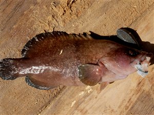 Trepigget sæbefisk (Rypticus saponaceus).