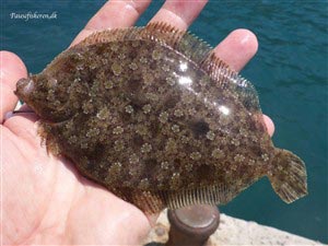 Wide Eyed flounder (Bothus podas)