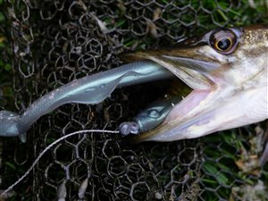 Gedde (Esox lucius) - Fanget d. 1. maj 2023. geddefiskeri, glubsk, rovfisk, agnfisk, stålforfang, forfang,