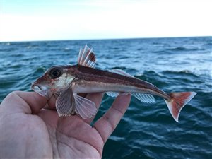 Grå knurhane (Eutrigla gurnardus) - Fanget d. 30. april 2021. knurhanefiskeri