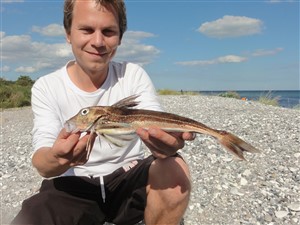 Grå knurhane (Eutrigla gurnardus) - Fanget d. 26. august 2016. knurhanefiskeri