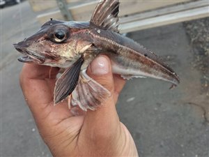 Grå knurhane (Eutrigla gurnardus) - Fanget d. 11. juni 2021. knurhanefiskeri