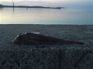 Grå knurhane (Eutrigla gurnardus) - Fanget d. 24. juli 2016. knurhanefiskeri