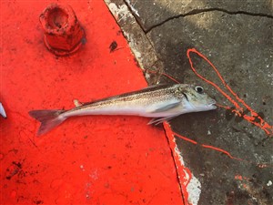 Grå knurhane (Eutrigla gurnardus) - Fanget d. 21. juli 2016. knurhanefiskeri