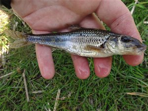 Grundling (Gobio gobio) grundlingfiskeri, århus, å, regnorm, lille