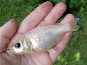 Guldfisk / sølvkarusse (Carassius auratus) - Fanget d. 14. juli 2023. guldfiskefiskeri