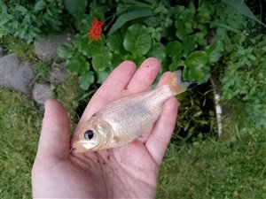 Guldfisk / sølvkarusse (Carassius auratus) - Fanget d. 6. august 2023. guldfiskefiskeri