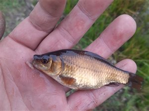 Guldfisk / sølvkarusse (Carassius auratus) - Fanget d. 3. november 2022. guldfiskefiskeri