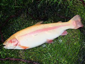 Guldørred (Oncorhynchus mykiss) - Fanget d. 9. august 2022. guldørredfiskeri, regnbueørred, put and take, dambrug
