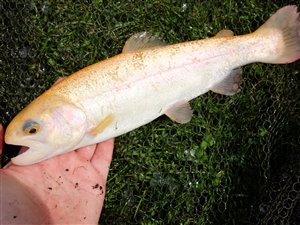 Guldørred (Oncorhynchus mykiss) - Fanget d. 20. juni 2023. guldørredfiskeri, regnbueørred, put and take, dambrug