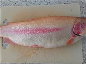 Guldørred (Oncorhynchus mykiss) - Fanget d. 28. maj 2022. guldørredfiskeri, regnbueørred, put and take, dambrug