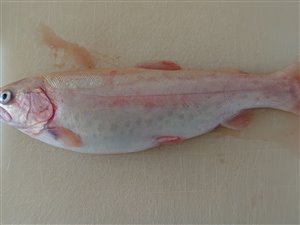 Guldørred (Oncorhynchus mykiss) - Fanget d. 19. oktober 2022. guldørredfiskeri, regnbueørred, put and take, dambrug