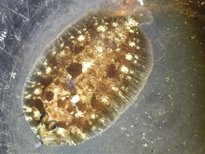 Hårhvarre (Zeugopterus punctatus) - Fanget d. 10. juli 2023. hårhvarrefiskeri, fladfisk
