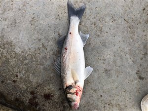 Havbars (Dicentrarchus labrax) - Fanget d. 25. juni 2019. havbarsfiskeri, rovfisk