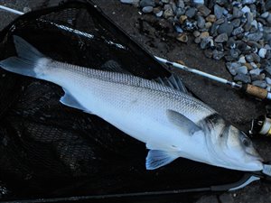 Havbars (Dicentrarchus labrax) - Fanget d. 10. september 2021. havbarsfiskeri, rovfisk