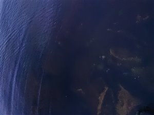 Havkarusse (Ctenolabrus rupestris) - Fanget d. 5. august 2022. havkarussefiskeri, havn, høfde. mole