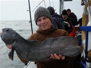 Havkat (Anarhichas lupus) - Fanget d. 30. marts 2024. havkattefiskeri, havkatfiskeri