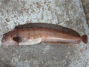 Havkat (Anarhichas lupus) havkattefiskeri, havkatfiskeri