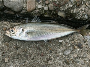 Hestemakrel (Trachurus trachurus) hestemakrelfiskeri, makrelforfang, århus havn