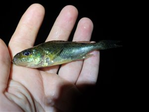 Hork (Gymnocephalus cernua)  - Fanget d. 31. juli 2022.  horkfiskeri, aborre, lille, regnorm