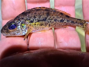 Hork (Gymnocephalus cernua) - Fanget d. 15. februar 2024. horkfiskeri, aborre, lille, regnorm