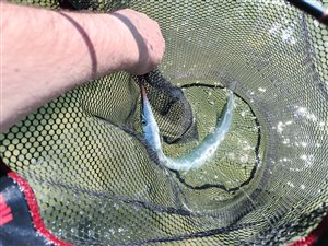 Hornfisk (Belone belone) - Fanget d. 18. maj 2024. hornfiskefiskeri, game fish, blink, silkekrog