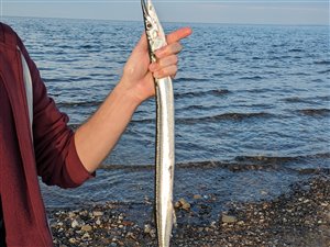 Hornfisk (Belone belone) - Fanget d. 17. juni 2023. hornfiskefiskeri, game fish, blink, silkekrog