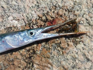 Hornfisk (Belone belone)  - Fanget d. 9. maj 2016.  hornfiskefiskeri, game fish, blink, silkekrog